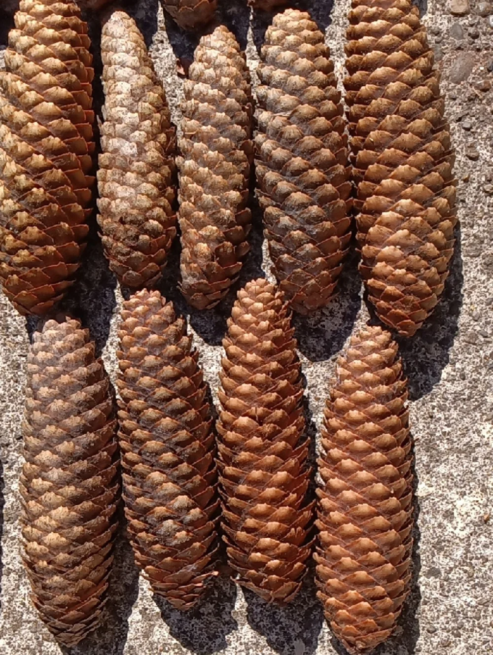 Pinecones for Crafting & Home Decor - 30 Count